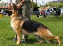 Can BIF MV 2X Can Sel 2 Am/Can CH Woodsides The Bounty Hunter OFA H/E