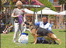 2008 BIF CH Woodsides Khalvin OFA Exc