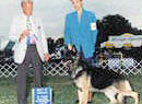 Am Can CH Woodside Amigo of Southridge OFA H/E