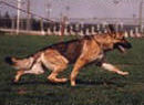 BIF Can Sel CH Cherpa's Cincinnati v Woodside ROMC OFA