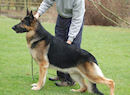 #1 Sire 2005 Can Sel CH Galiano Woodside Dhominator OFA H/E