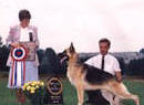 MV Am Ch Can Sel CH Woodside Van Halen OFA H/E