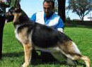 Am 2X Sel Exc CH BIF Can FV Am/Can CH Woodsides The Real Deal OVC H/E