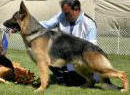 Am CH Can BOF CH Woodsides Texas Ranger OVC H/E