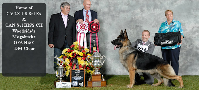 Woodside German Shepherds