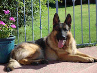 Woodside's Warrior, owned by Lynn Leedy