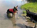 Rio, owned by Jose Savard