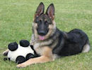 BPIS BPISS CH Woodside's Echo OFA H/E, owned by Maria and Michael McDonald