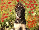 Rosie belongs to Paul and Carmela Sanders