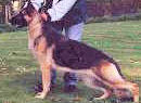 BOM Woodside's Kover Girl