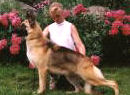 Can CH Von Ryder's Murphy of Woodside OFA H/E