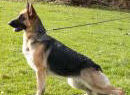 Am CH Woodside's Rebkha OFA