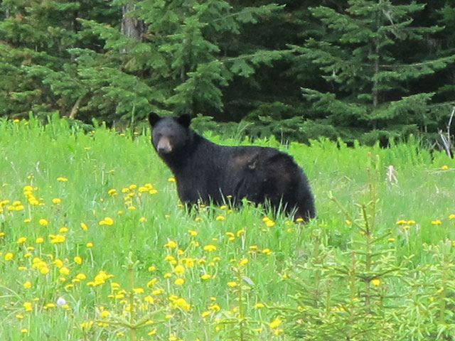 Black Bear Hunts