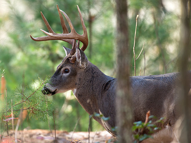 BC Whitetail Deer Hunts