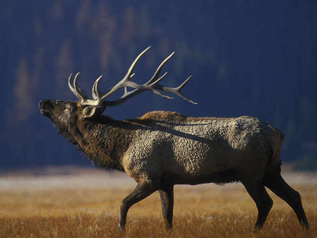 Mountain Elk Hunts