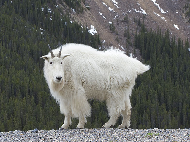 Mountain Goat Hunts