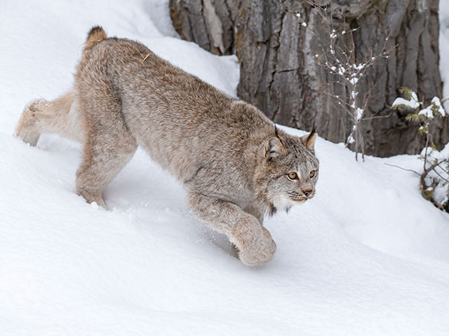Cougar/Lynx Hunts