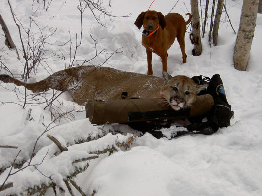 Cougar Predator Hunts in BC