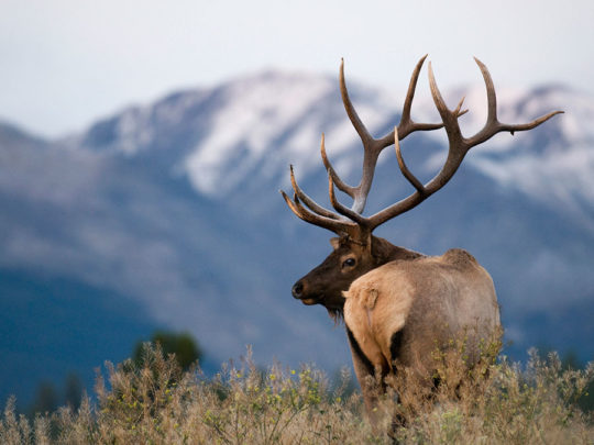 Elk Hunting in BC