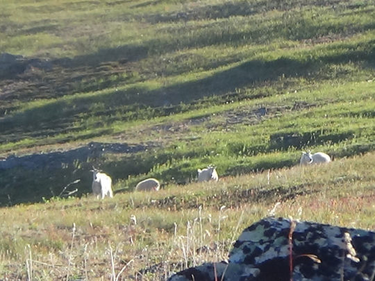 goat hunting in bc