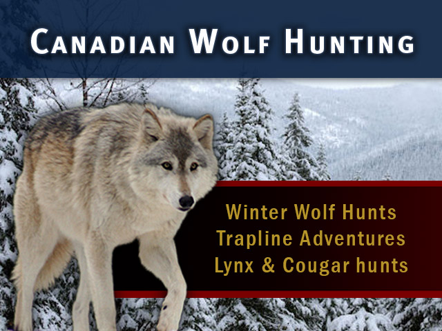 Canadian Wolf Hunting in BC