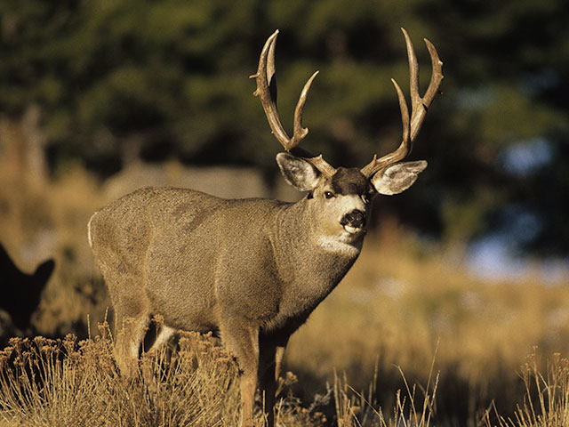 BC Mule Deer Hunts