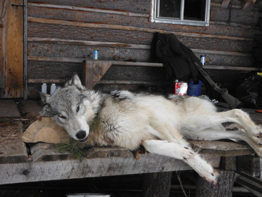 BC Wolf Hunts