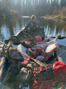 Trophy Moose Hunt